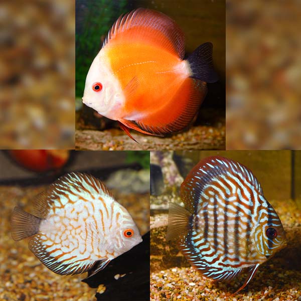 Assorted Premium Discus - 3 Pack Assorted Premium Discus - 3 Pack